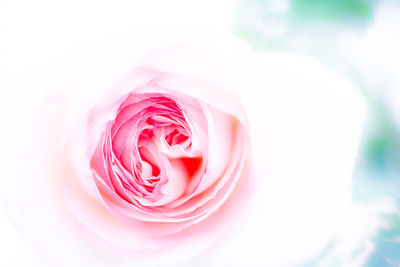 Close-up of pink rose