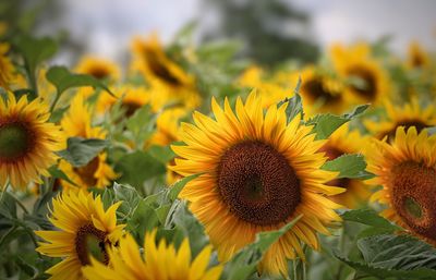 Close-up of sunflower