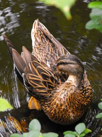 High angle view of female mallard duck preening in pond