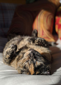Close-up of a cat sleeping on bed