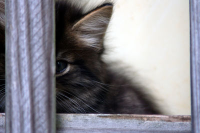 Close-up of cat peeking through metal