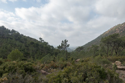 Scenic view of forest against sky