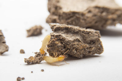 Close-up of bread on table