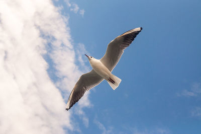 Low angle view of seagull flying in sky