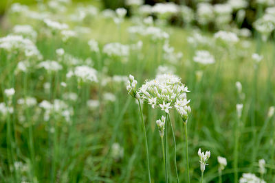 Close-up of white flowering plant on field