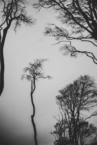 Low angle view of silhouette tree against sky