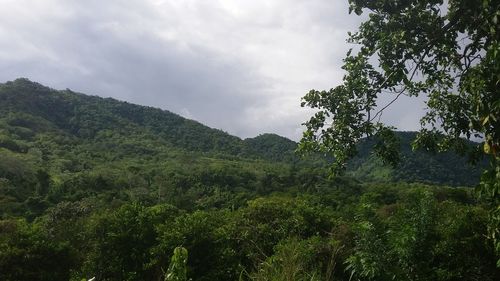 Low angle view of fresh green trees against sky