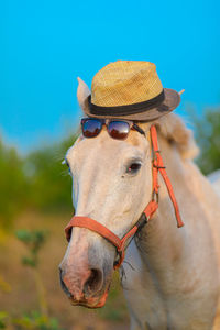 Close-up of a horse