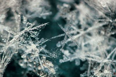 Close-up of frozen plant