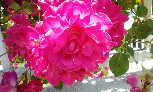 Close-up of pink rose