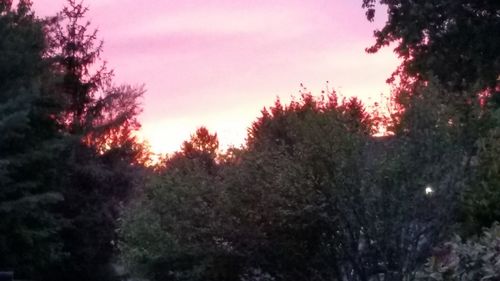 Scenic view of trees against sky at sunset