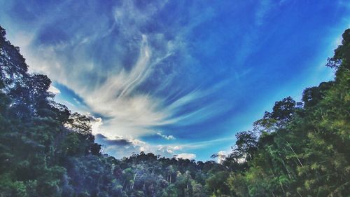 Low angle view of trees against sky