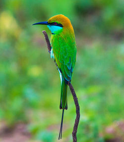 Close-up of bird perching on branch