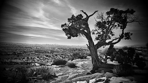 Tree by plants against sky