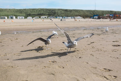 Seagulls at sandy beach