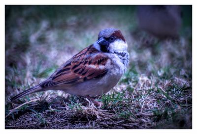 Close-up of bird perching on grass