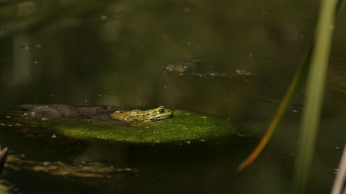 Close-up of frog swimming in lake