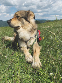 View of dog on field