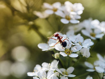 Close-up of bee pollinating on flower