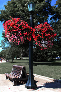 Red flowers in park