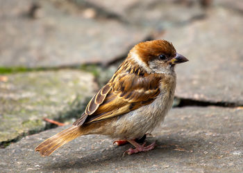 Close-up of bird perching