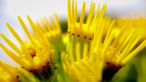 Close-up of yellow flower