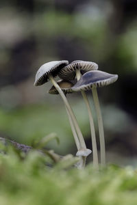 Close-up of mushroom growing on land