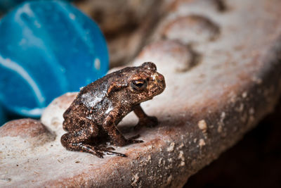 Close-up of frog on rock