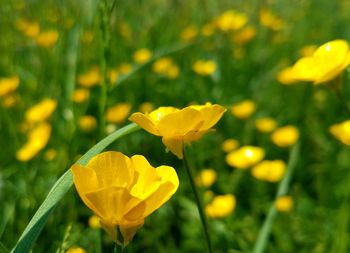 Close-up of yellow flowering plant on field