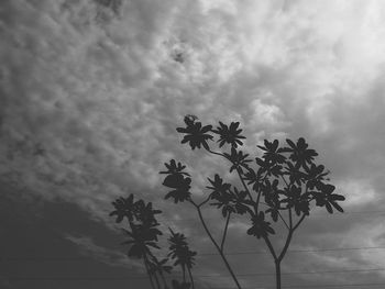 Low angle view of silhouette trees against sky