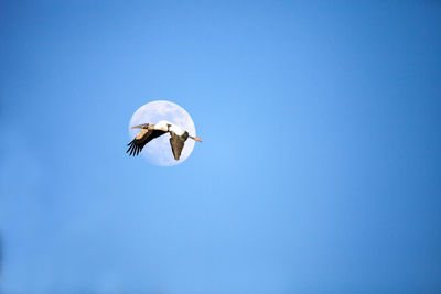 Close to a full moon as a wood stork mycteria americana flies over the corkscrew swamp sanctuary 