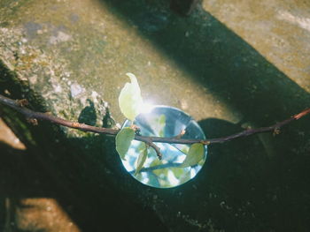 Close-up of bird swimming in water