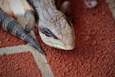 Close-up of lizard