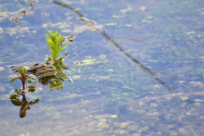 Close-up of lizard on plant