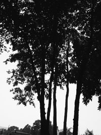 Low angle view of trees against sky