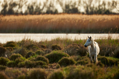 Horse walking on land