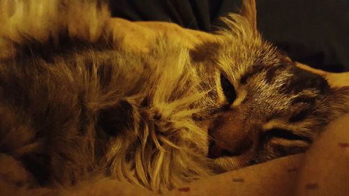 Close-up of cat sleeping