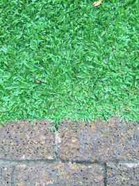 Full frame shot of green plants