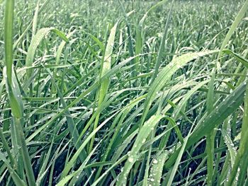 Full frame shot of fresh green field