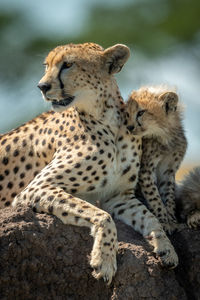 Cheetah with cubs sitting on rock in forest