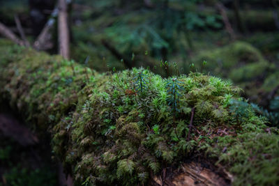 Close-up of moss growing on land