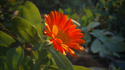 Close-up of orange flower blooming outdoors
