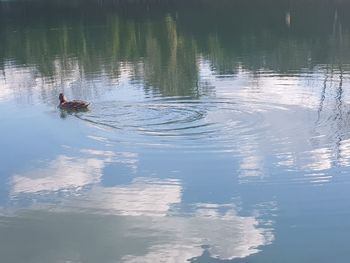 Swan swimming in lake