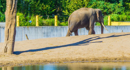 Side view of elephant drinking water in swimming pool