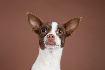 Close-up portrait of a chihuahua puppy against brown background