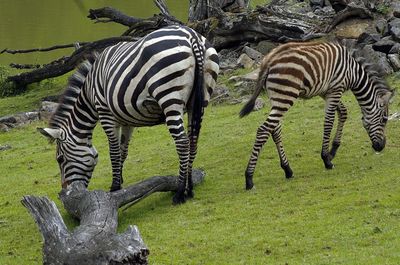 Zebras in a field