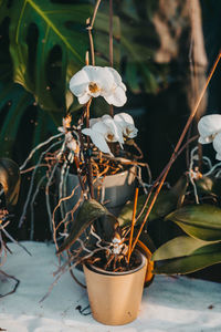 Close-up of white potted plant