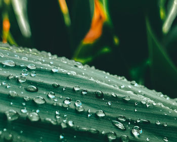 Close-up of water drops on leaf