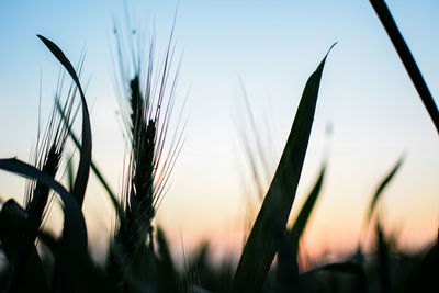Close-up of crops on field against sky