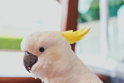 Close-up of a parrot